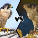 hawk-vs-falcon-how-to-tell-these-raptors-apart