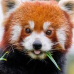 Why Red Pandas Are One of the Forest’s Most Mysterious Climbers