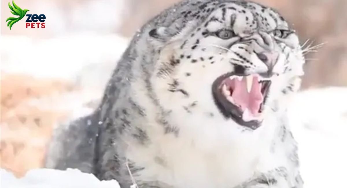 snow-leopards-the-elusive-big-cats-of-the-earth